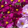 /images/plants/Cosmos_Apollo_Mixed.jpg