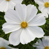 /images/plants/Cosmos_Sonata_White.jpg