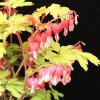 /images/plants/Dicentra_Ruby_Gold.jpg