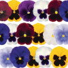 /images/plants/Pansy-EVO-F1-Spring-Select-Mix.jpg