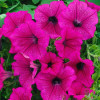 /images/plants/Petunia_Surfinia_Hot_Pink.jpg