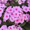 /images/plants/Phlox_Super_Ka-pow_Soft_Pink.jpg
