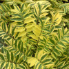 /images/plants/Polemonium_Golden_Feathers.jpg