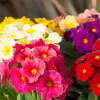 /images/plants/Primula_Stella_Mix.jpg