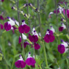 /images/plants/Salvia_Amethyst_Lips.jpg