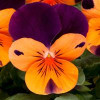 /images/plants/Viola_EVO_Mini_Orange_Purple_Jump_up.jpg